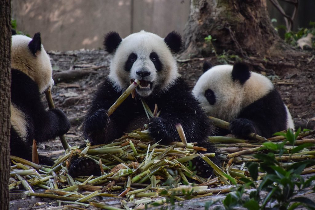 Chengdu et ses pandas